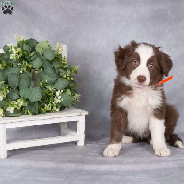 Brooke, Border Collie Puppy